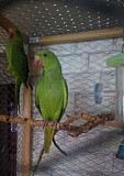 Птенцы ожерелового попугая Новосибирск