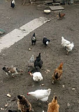 Выведем для вас цыплят от домашних кур несушек Брянск