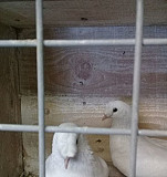 Продам голубей Кемерово
