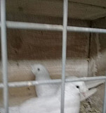 Продам голубей Кемерово