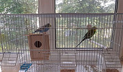 2 попугая+клетка Красновишерск