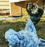 Брама голубая яйцо инкубационное Улан-Удэ