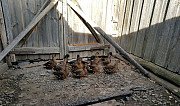 Утки для охоты (кряква) Саранск