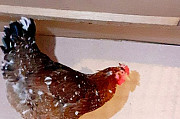 Инкубационное яйцо породистых кур Луховицы