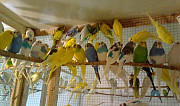 Волнистые попугаи Курск