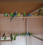 Волнистые попугаи Зеленокумск