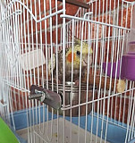 Попугай корелла Оренбург
