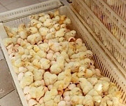 16 видов цыплят сезон 2020г Тамбов