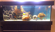 Морской аквариум Тула