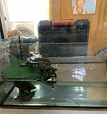 Аквариум (серепашник) 40л+ 2 красноухие черепахи Нижний Новгород