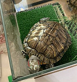 Аквариум (серепашник) 40л+ 2 красноухие черепахи Нижний Новгород