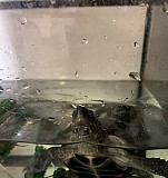 Две карликовые черепахи + аквариум Нижний Новгород
