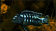 Рыбки аквариумные. Цихлиды озера Малави Белгород