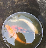 Карп Кои живая рыба Светлоград