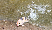 Карп Кои живая рыба Светлоград
