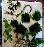 Растения, декорации, креветки разные Воткинск