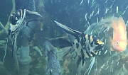 Рыбы скалярии, кои Рязань