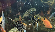 Рыбы скалярии, кои Рязань