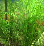 Растения для аквариума Ставрополь