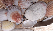 Морские ракушки Нальчик