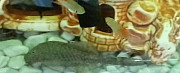 Рыбка сомик Егорьевск