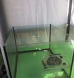 Аквариум для водной черепахи Богородск