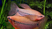 Рыбы аквариумные гурами жемчужные Сланцы