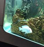 Рыбы аквариум Казань