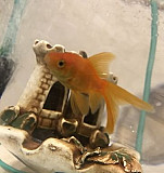 Золотая Рыбка, аквариум, компрессор Иркутск