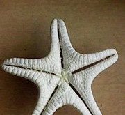 Морская звезда Рязань
