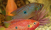 Рыбки аквариумные Кореновск