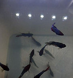 Рыбки петушки Тельмана