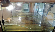 Черепахи, аквариум, внешний фильтр Мурманск
