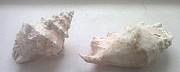 Морские ракушки - декор для аквариума Углич