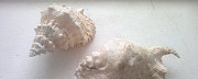 Морские ракушки - декор для аквариума Углич
