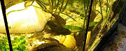 Рыбки Сомики анциструсы маленькие и большие Смоленск