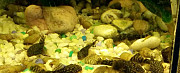 Рыбки Сомики анциструсы маленькие и большие Смоленск