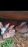 Кролики разных пород Новосиньково