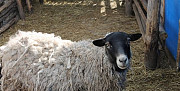 Овцы романовской породы Кострома