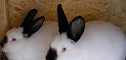 Крупные кролики калифорнийской породы Сочи