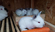 Крупные кролики калифорнийской породы Сочи