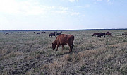 Корова Пятигорский