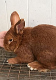 Кролики новозеландские красные Белгород