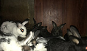 Кролики разных пород Новая Усмань
