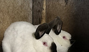 Кролики разных пород Новая Усмань