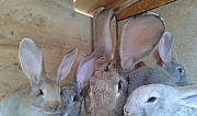 Кролики Ульяновск