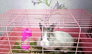 Кролик с клеткой Екатеринбург