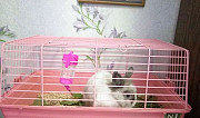 Кролик с клеткой Екатеринбург