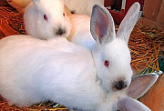 Калифорнийские кролики,привиты,2месяца Боровск