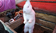Кролики Ойсхара